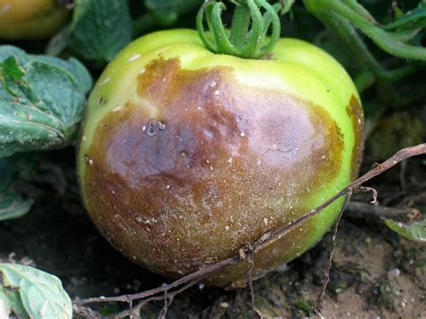 why does fruit rot